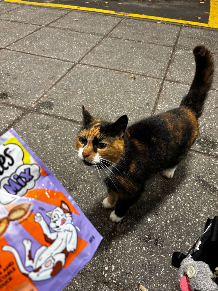 Cute calico cat stood looking at a packet of treats longingly.