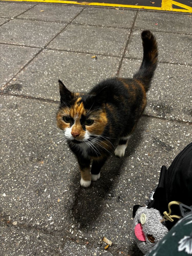 A cute calico cat stood looking up at the person holding the camera. 