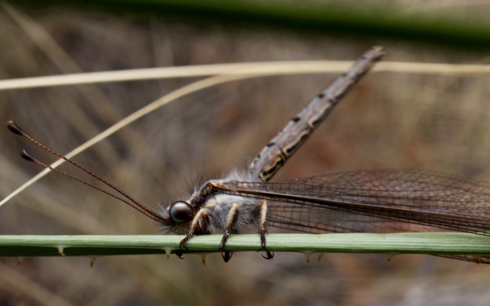Owlfly (Ululodes sp.)