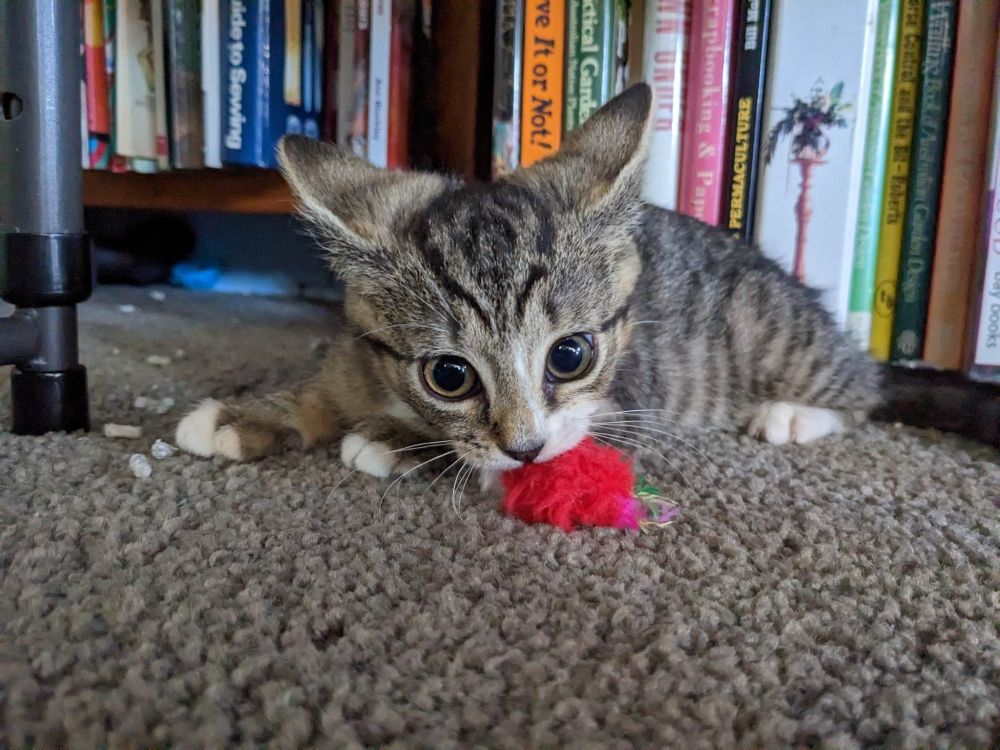 A small tabby kitten is killing a red fluffy mouse and you are NOT allowed near it. She has her ears back in full airplane mode, and she was growling at me the whole time. Sugar has an offset white splodge to the left of her nose (photo right) and little white toes. She is adorable. 