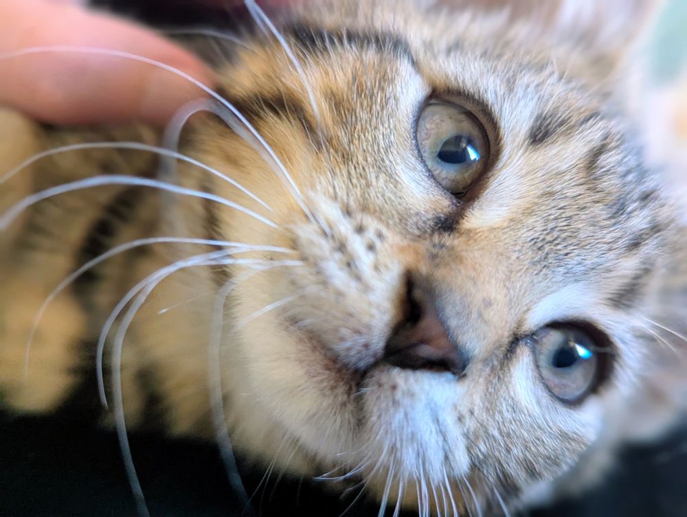 A very close up photo of a tabby kitten, lazing around on her side. Most of the photo is blurry except her eye, which is in the process of changing from blue to green. She has excellent white whiskers. 