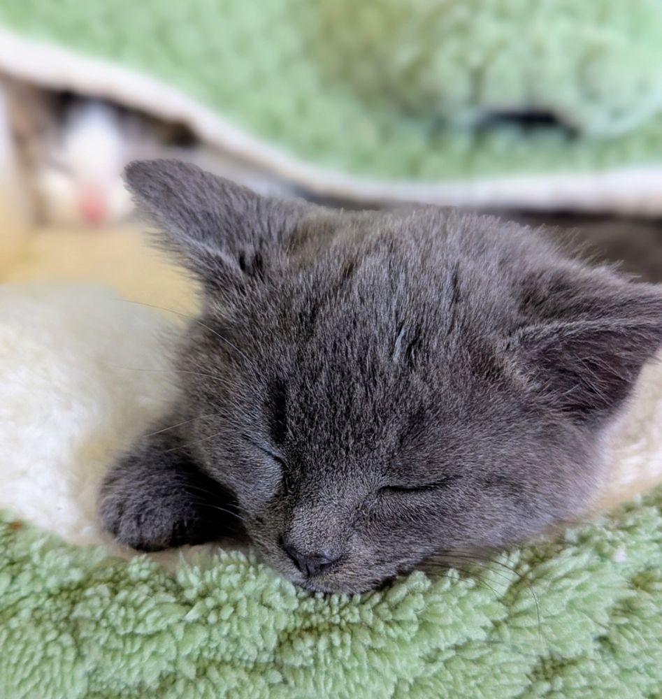 A very small sleepy grey kitten with her ears sideways. She is cosy on a green and cream frog bed.