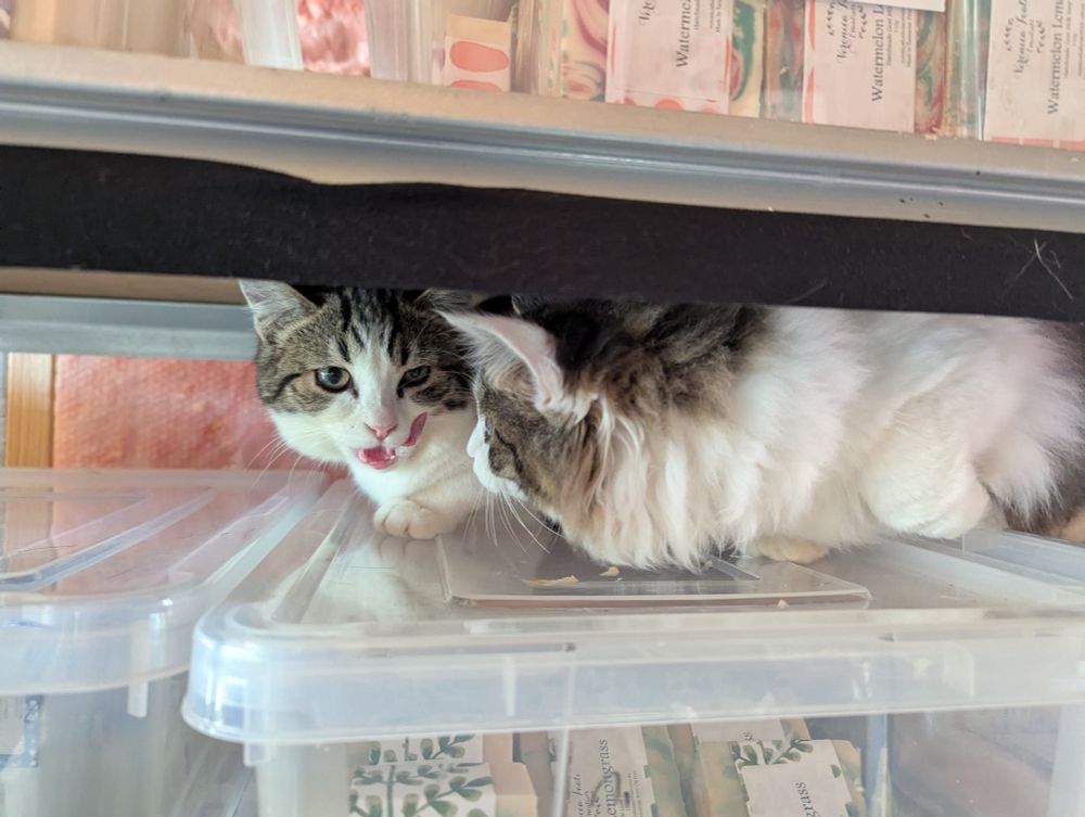 Two kittens squished into the space between a plastic box filled with soap, and the shelf. Daisy, a shorthaired tabby and white kitten is licking her lips, while her sister, a longhaired tabby and white kitten watches. 