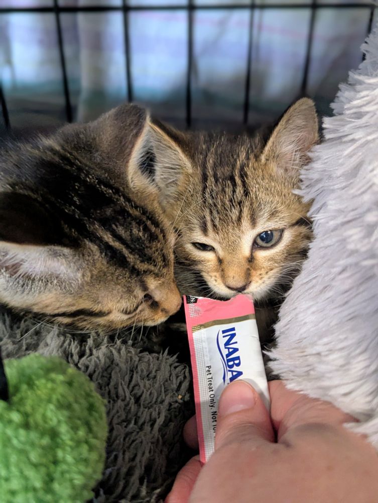 Two very small tabby kittens. Carolina, on the right of the photo, is tentatively licking at the churu tube I am holding, while her brother Cayenne squashes her into the bed so he can also get into the churu. 