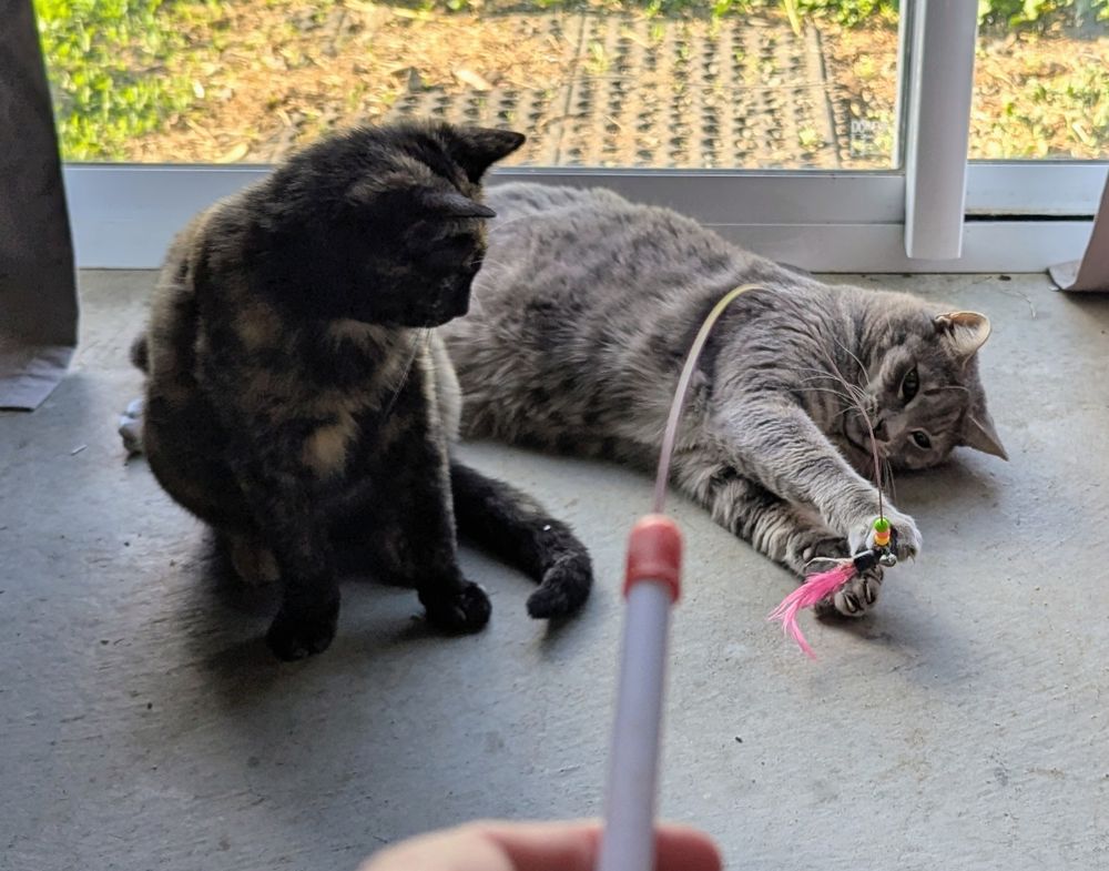 Maeve, a small tortie cat sits, looking back over her shoulder at Crumpet, a grey cat, sprawled on his side. Crumpet is grabbing at the feather wand I am holding, with both front paws outstretched.