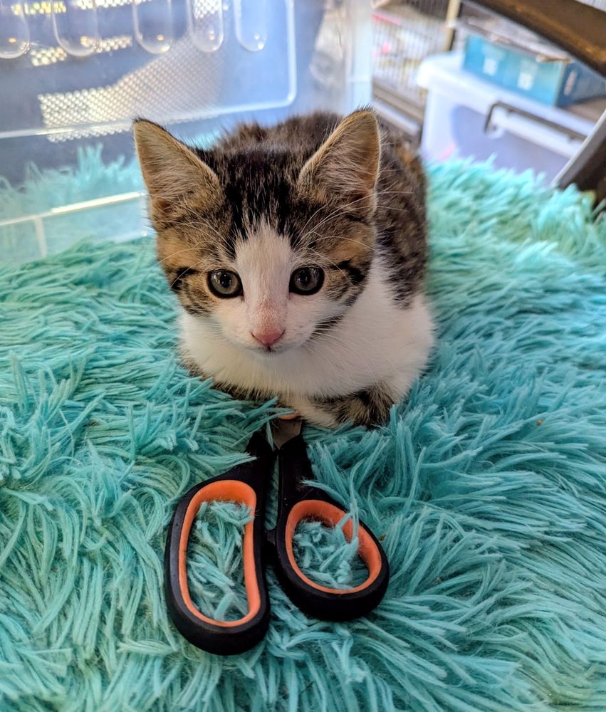 A small tabby and white kitten who is ridiculously pretty. She is loafed on a blue fuzzy folded thing, but she is also sitting on top of a pair of black and red handled scissors. She is laying on the blade.