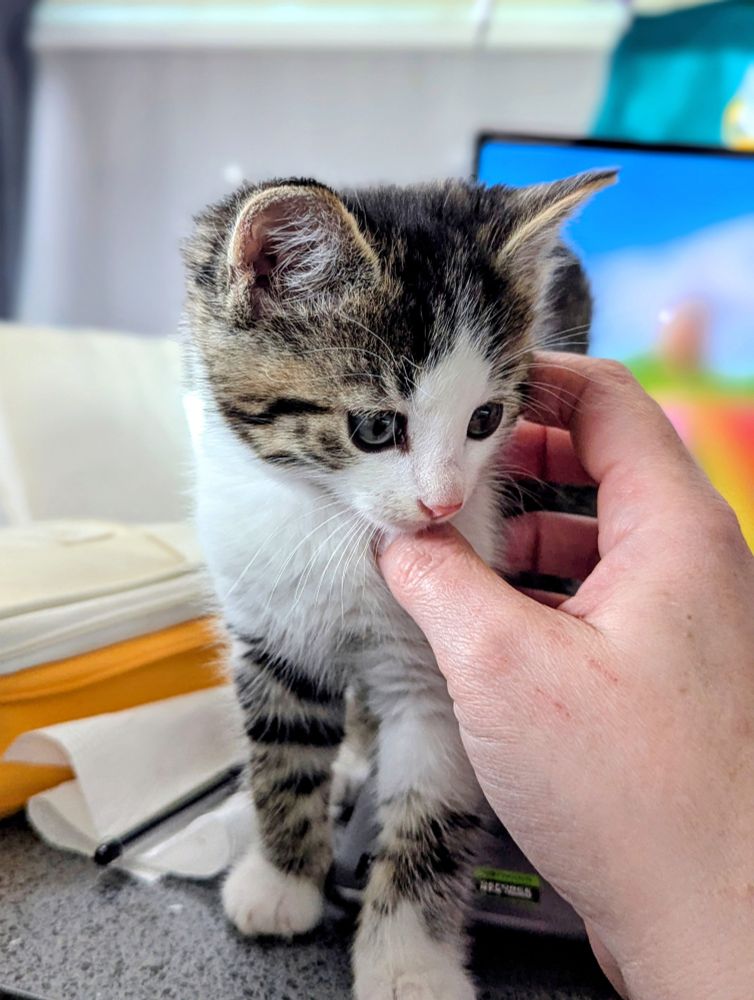 A very very small tabby and white kitten. She is standing on the edge of my laptop keyboard, with my hand pushing her sideways gently. 