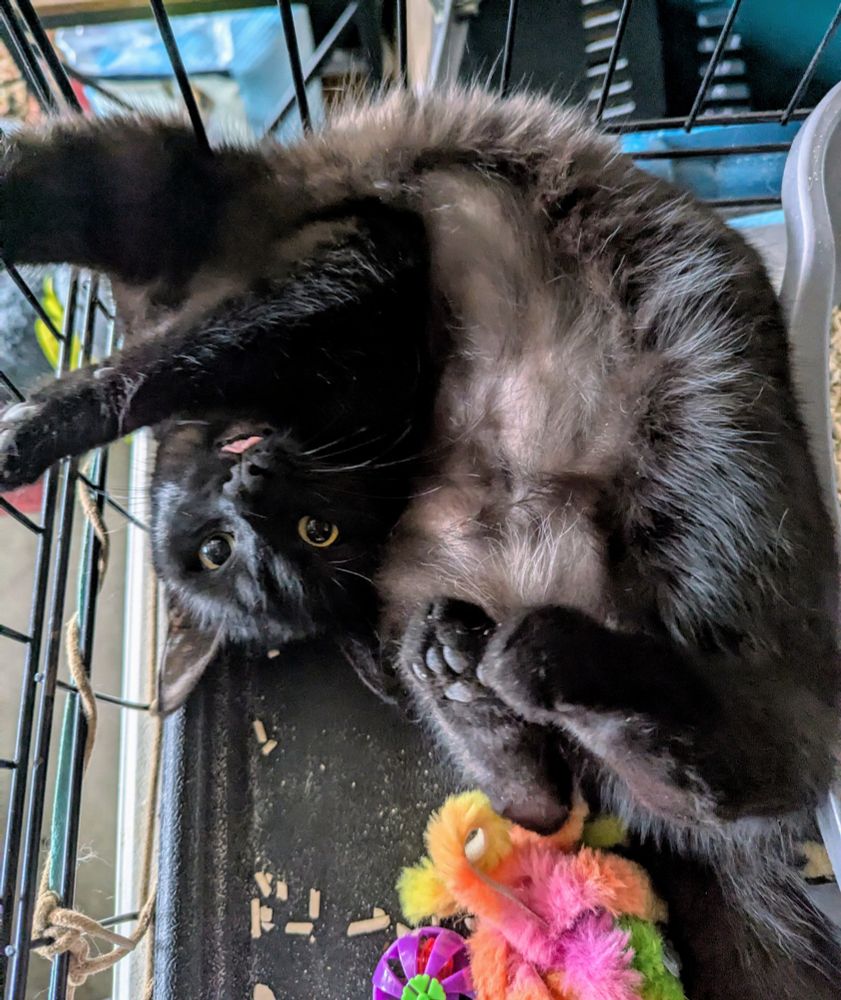 An upside down tangled up black kitten with all her paws in the air and her tongue poking out. I had just finished rubbing her belly (still a little naked from her spay) and she is writhing around on the crate floor demanding more love. 