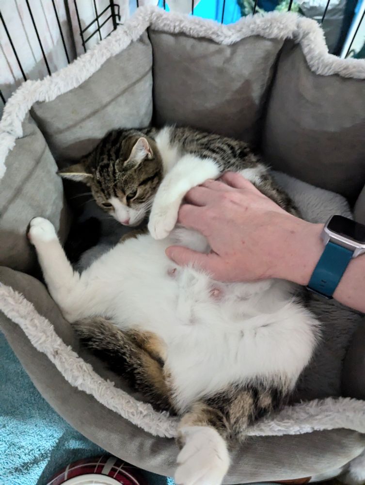 A white and tabby cat, back legs splayed, belly exposed with my hand rubbing very gently up near her chest. You can see two very pink nipples. She's sort of curled around herself from her shoulders up, with her head looking awkward and uncomfortable, but she was purring and very cosy.
