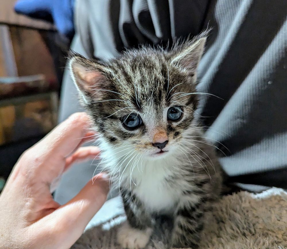 A small tabby and white kitten sitting on my stomach giving me concerned side eye. 