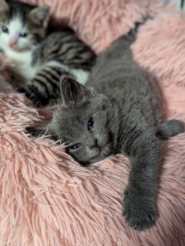 Winnie. A grey kitten doing a big stretch towards me as I take her photo. She's laying on her side, with one paw reaching out to me. Somehow it looks like she's smiling. Blurry in the background you can see her tabby and white sister. They're on a pink fluffy bed.