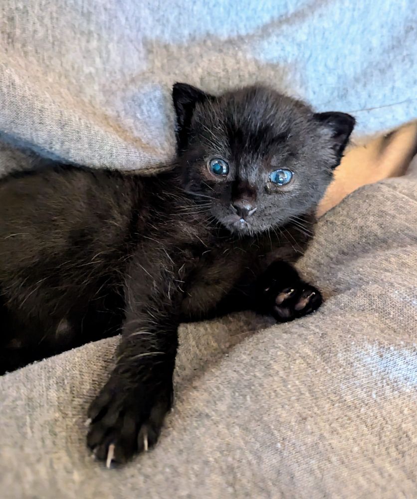 A very adorable tiny black kitten with blue eyes. She's stretching one paw out towards the camera, and her tiny little ears are very perky. She has a smattering of white hairs on her leg. 