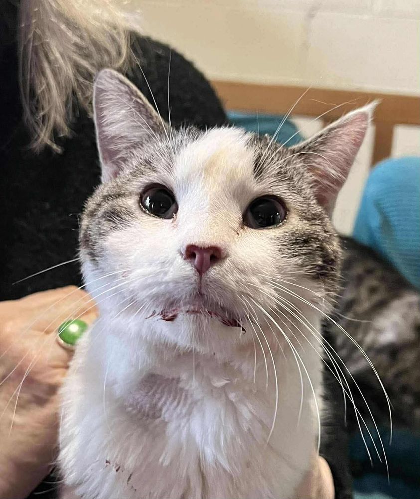 A small and very sad looking white and grey cat with the most impressive white whiskers. She is recovering from dental surgery and has some blood and muck around her bottom lips. 