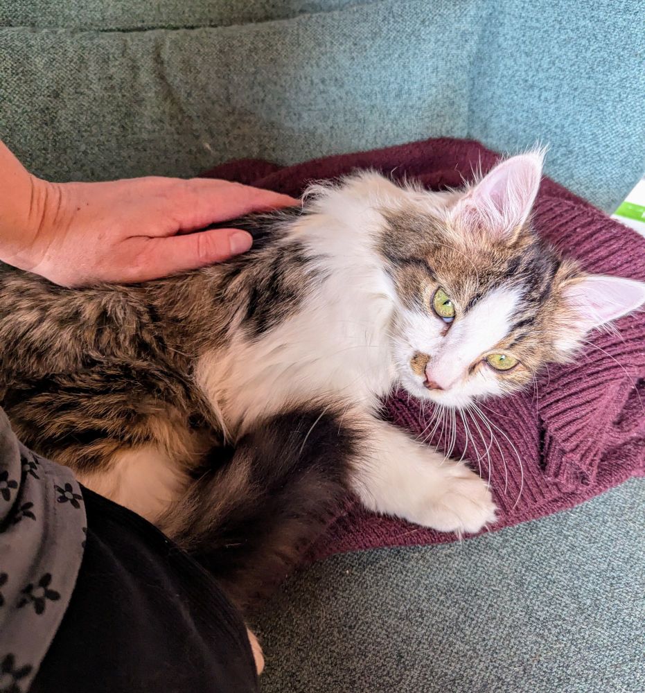 A very fluffy tabby and white cat curled up with my hand on him. You can see I'm perched on the edge of the chair he is curled up on.