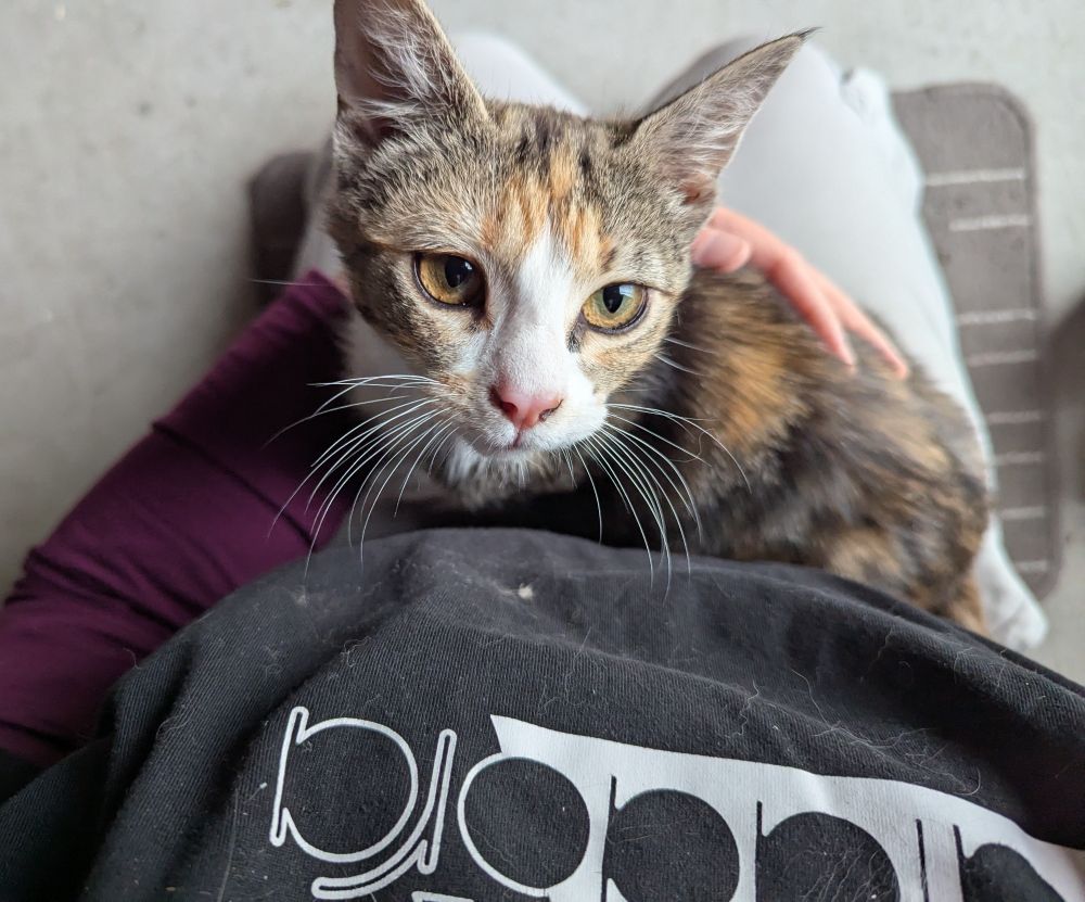 A small calico tabby kitten with hugenormous ears, sitting on my lap and looking up at my face and the camera. I am kneeling on the floor.