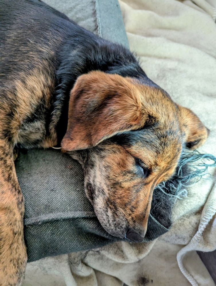 A very adorable sleeping puppy. She has long floppy brown ears, and a brown, black, and cream mottled face.