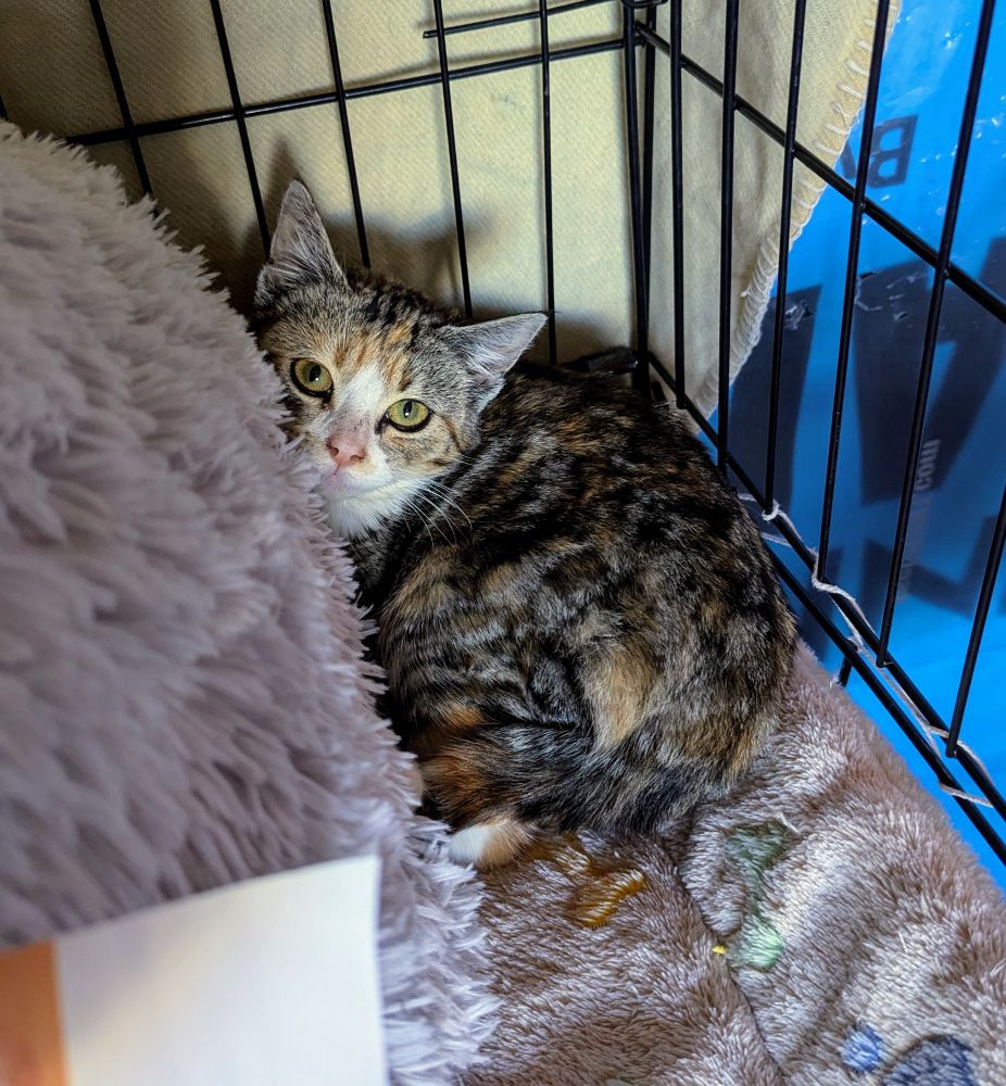 A very small tabby calico kitten curled up in the corner of her crate, behind her fluffy cave bed. 