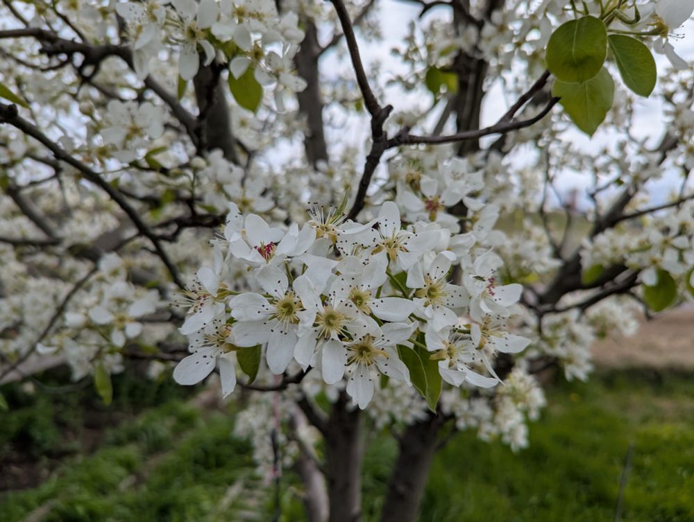 Many many many white blossoms on a pear tree.