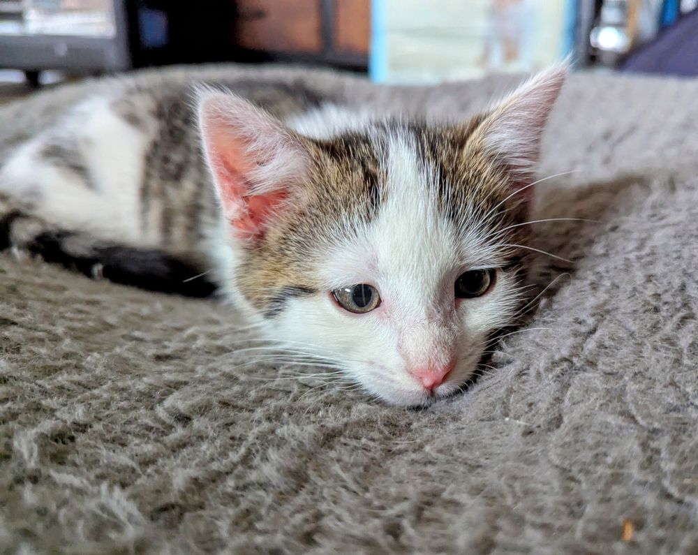 Close up of a very small white and tabby kitten on a large dog bed. He looks sad and I don't know why.