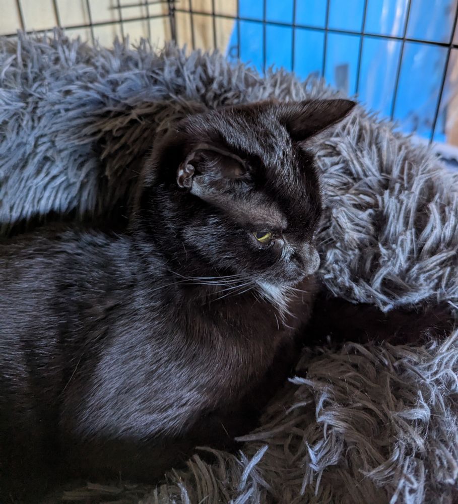 A very grumpy little black cat with a white splash under her chin. She's sulking in a grey fluffy bed after I cleaned her eyes and kissed her head. 