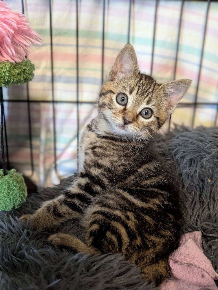 A very very cute tabby kitten, sitting on the edge of her bed and looking up with giant wide blue green eyes. She is very pretty and looks like she's posing for her photo. 