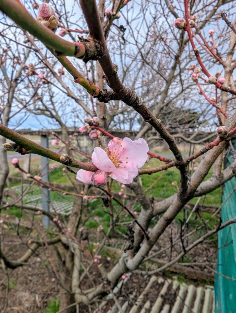 Completely unrelated photo of a single nectarine blossom on a nectarine tree. There are no leaves yet and most of the other blossoms are still slightly pink buds.