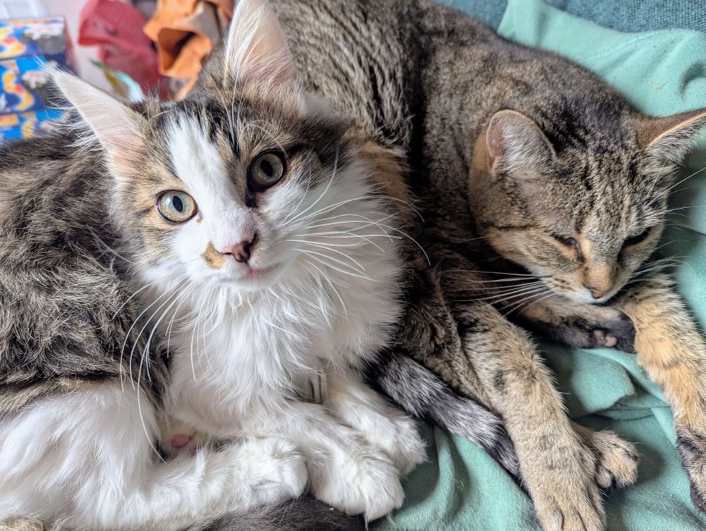 A fluffy bed headed tabby and white half grown kitten, is curled up next to a brown ticked tabby. Tom, the adult, is super relaxed with his front paws stretched out. 