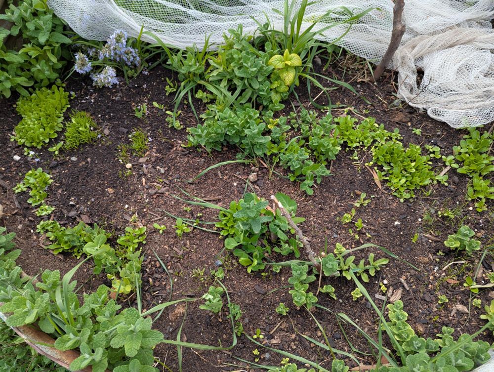 An above ground garden bed, with some bird netting at the back. There are many many tiny seedlings as well as some pineapple mint coming up. 