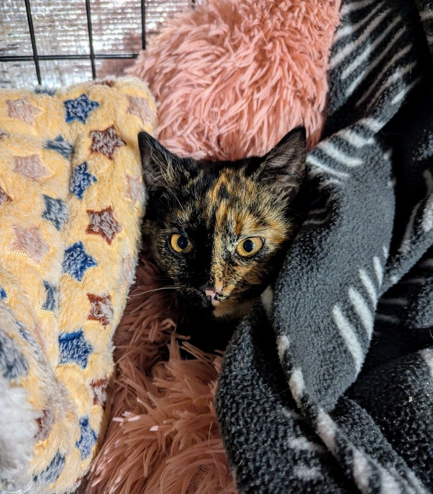 A very very gorgeous tortie half grown kitten, poking her head out from in between two blankets. She's tucked into a pink fluffy bed, with a grey patterned blanket on the right, and a yellow starry blanket on the left. 