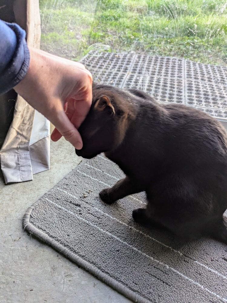 My outstretched hand, knuckles first, as Sabine headbutts her entire head into me. Sabine is a small black cat and she is sitting on a mat in front of a sliding door. 