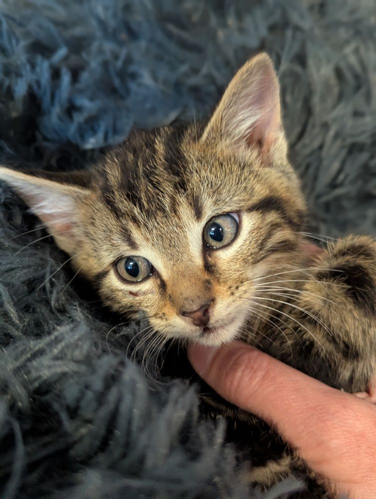 A very worried little tabby kitten face. He's trying to sink into a deep grey fluffy bed, but I have been kissing his head and playing with his little paws. 