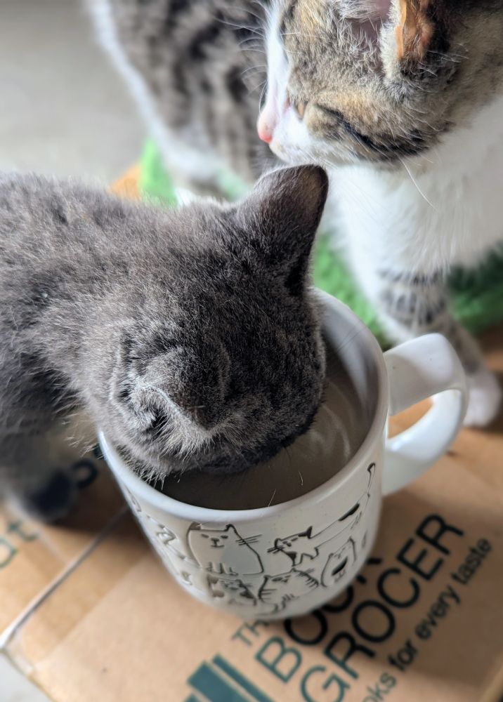 A small grey kitten with her whole head shoved in my mug of tea. The mug is white with line drawings of cars. Ophelia, a tabby and white kitten, is standing next to her, looking back over her shoulder to make sure no other cats are coming.
