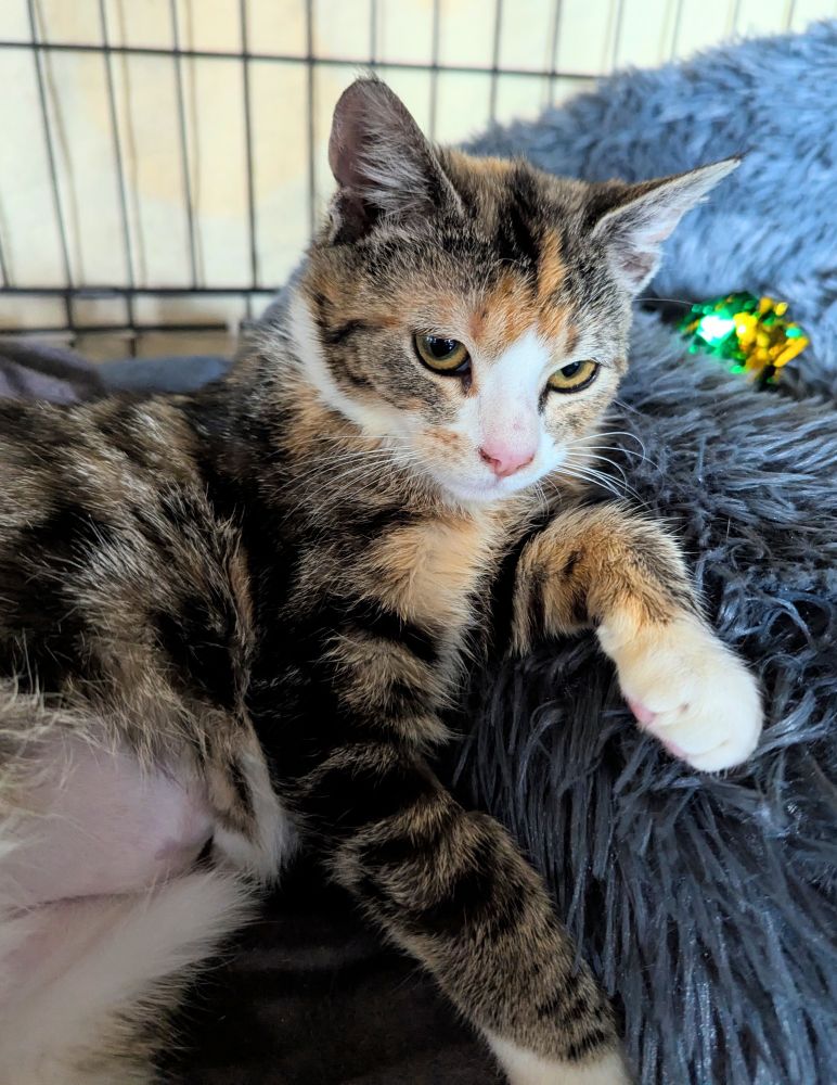 A small calico tabby kitten, lounging against her fluffy grey bed. She looks very casual, very not posed. You can see where her belly is shaved from her spay.
