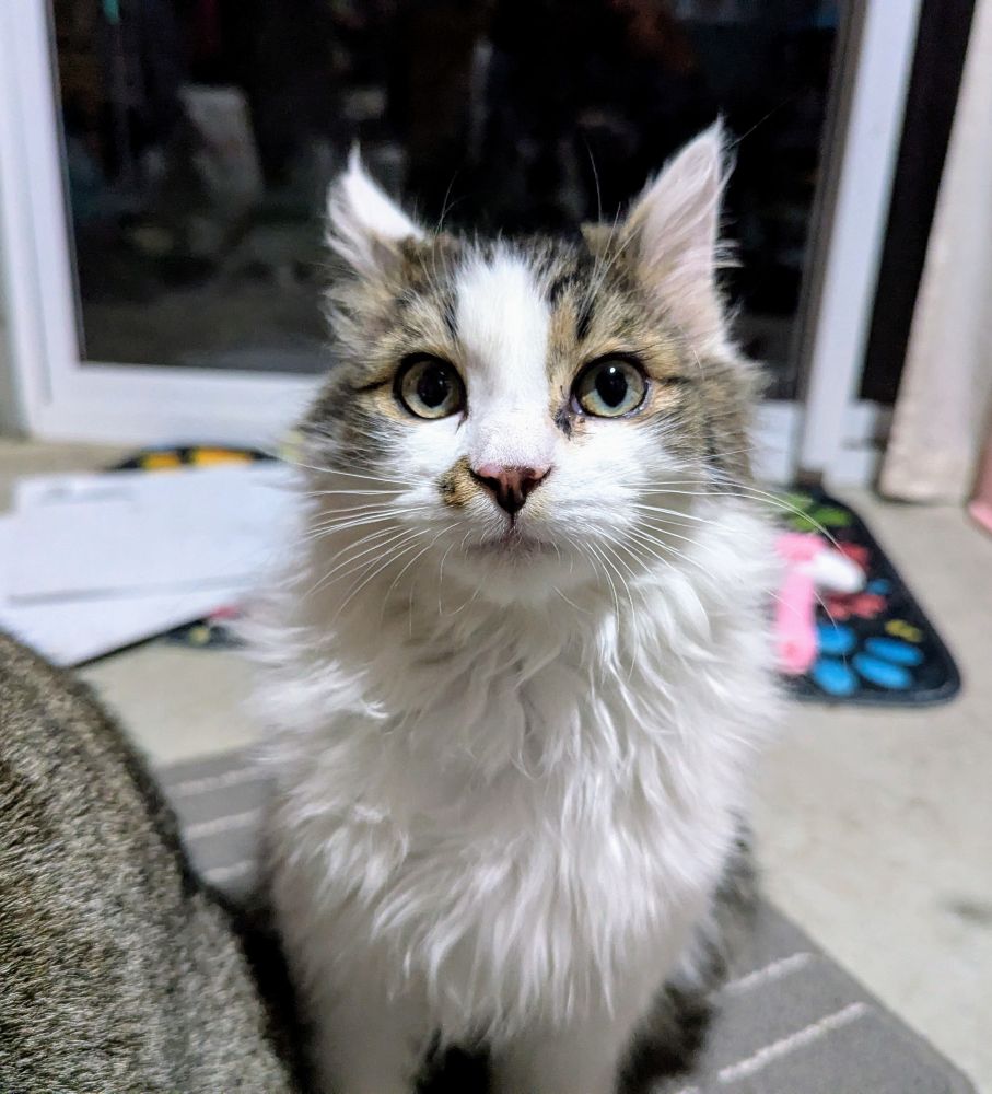 A very fluffy tabby and white half grown cat, with his ears back and up, so he looks worried, alert, and alarmed, all at once. Photo was taken before he was huffed. 