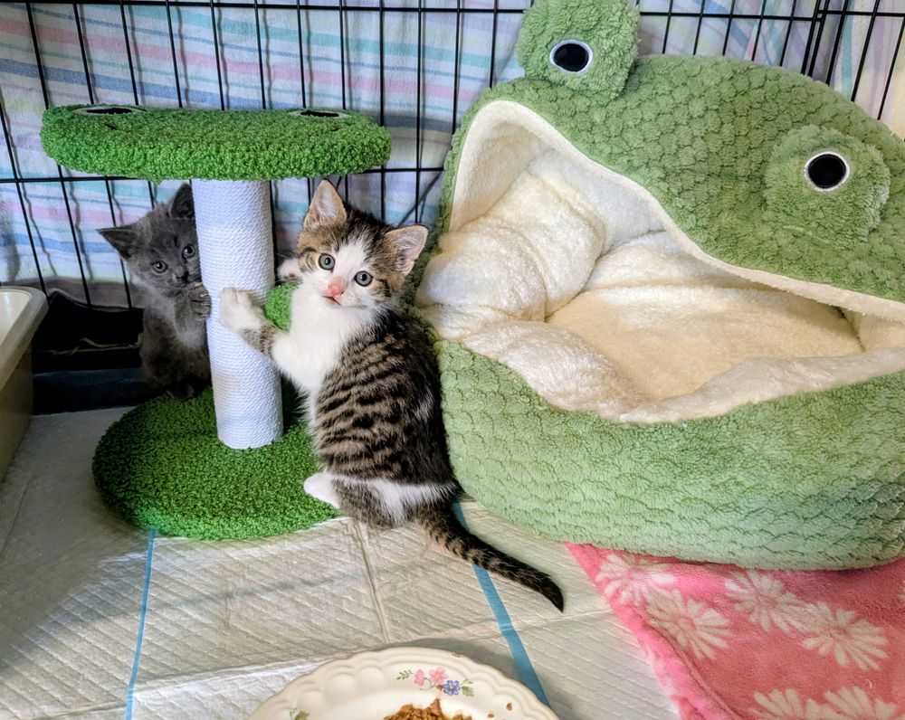 Two tiny kittens on their back legs with their paws on a new frog themed scratching post. Winnie, a grey kitten, is peering out from behind, and Ophelia, a tabby and white kitten is looking at the camera like I've caught her in the middle of being very naughty. To their right is a large themed fluffy bed, shaped like a green and cream frog. The frogs mouth is the bed opening and its head and eyeballs are the hood. 