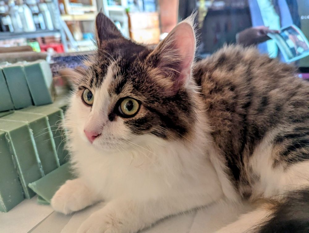 Lily, an utterly gorgeous fluffy tabby and white kitten, lounging on my work table in exactly the spot I need to package soap. 