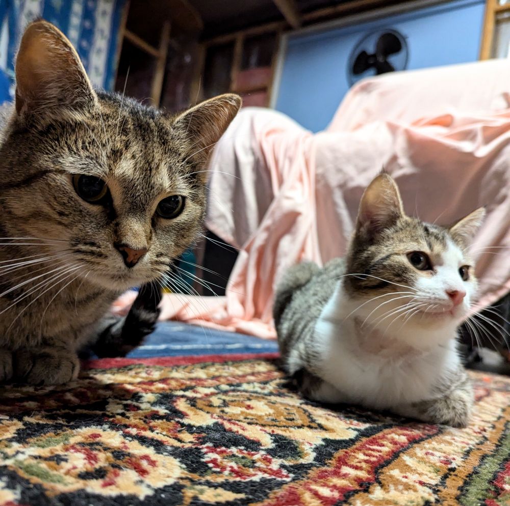 Tom, a brown ticked tabby cat, loafed on the ground next to Ibis, a smaller tabby and white kitten. 