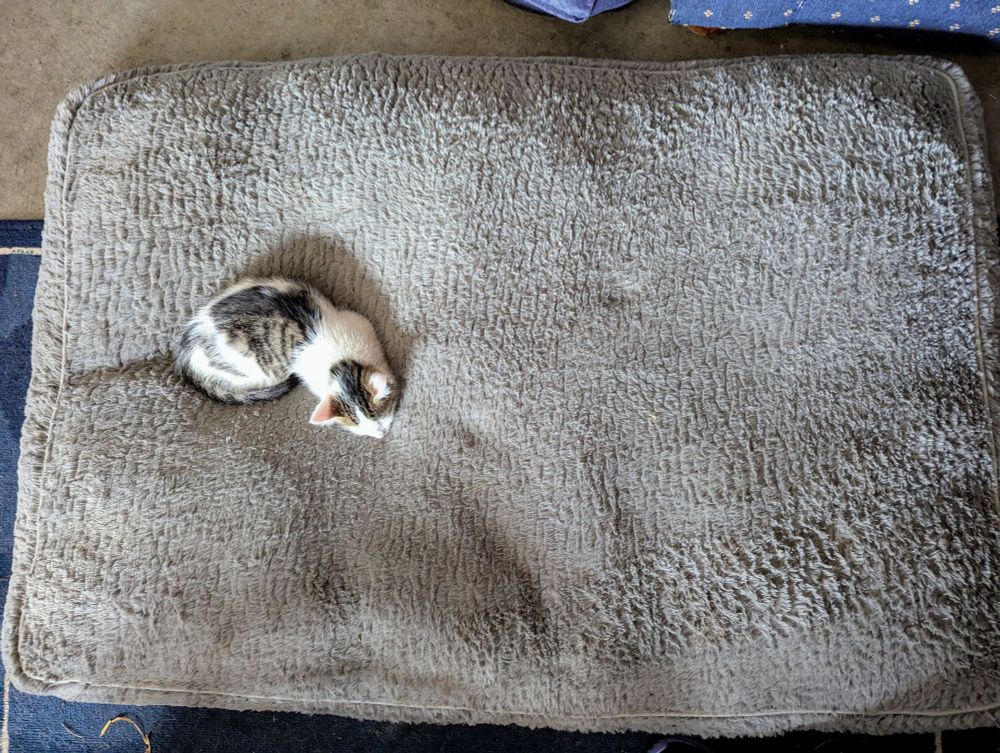 A very small white and tabby kitten laying on a very large grey dog bed. It makes him look even tinier than he is.