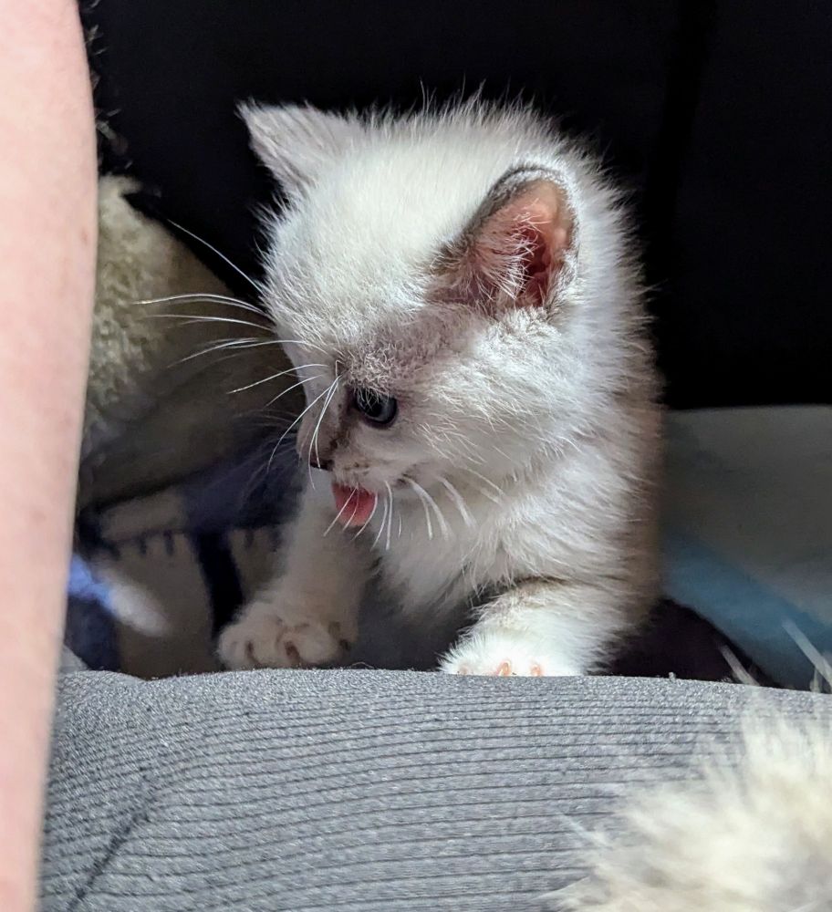 Sara! A white colourpoint kitten with slightly darker tipped ears and nose. She has her front paws on my leg as she looks off to the side with her tongue entirely poked out. 
