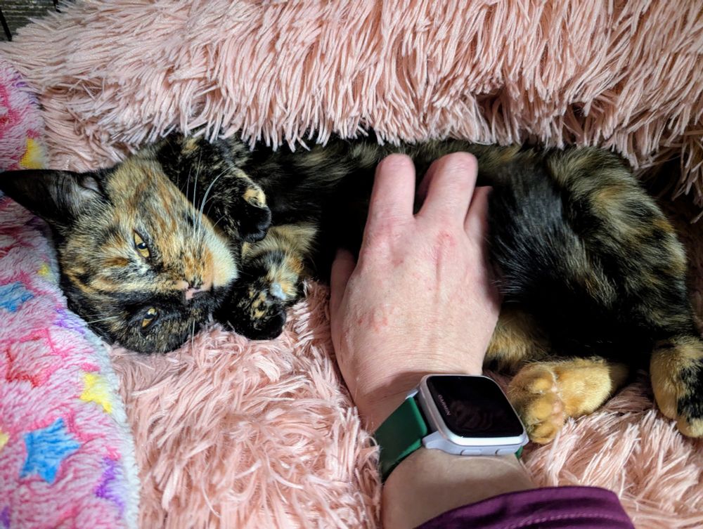 An upside down tortie cat in a soft pink bed, sprawled so I can rub her belly. She looks cosy and content.
