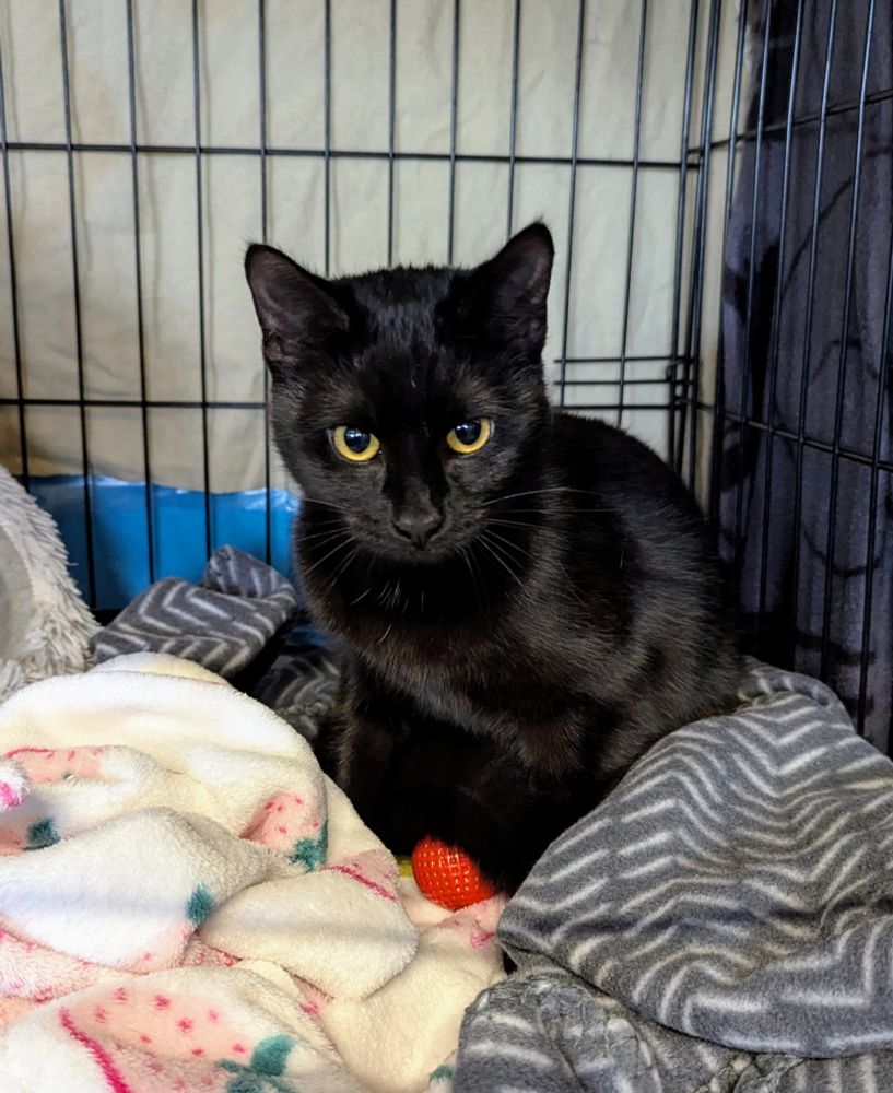 A very alert and very cute black cat with green gold eyes. She's sitting in a corner of her crate, on top of fluffy blankets. She's very intent on something just in front of her. 