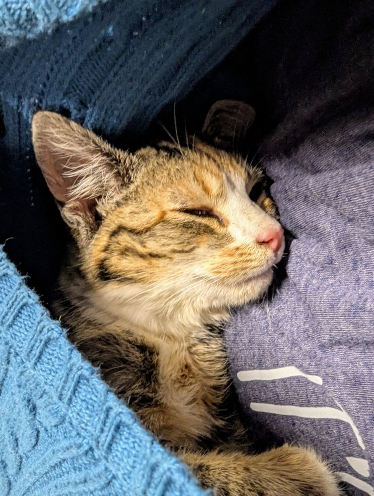 Cosette, a calico tabby kitten, boneless and fast asleep inside my jumper against my chest. She is purring a lot.