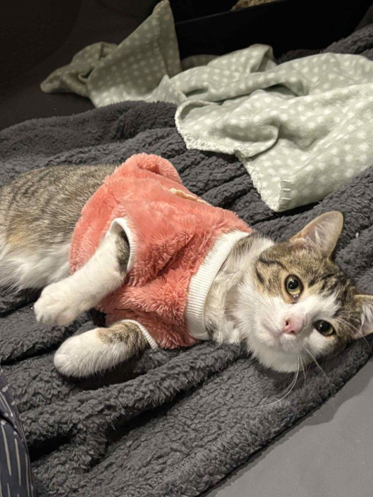 A small tabby and white kitten, laying on his side with little curly paws. He is wearing a pink fluffy jumper (sweater) and he is adorable. 