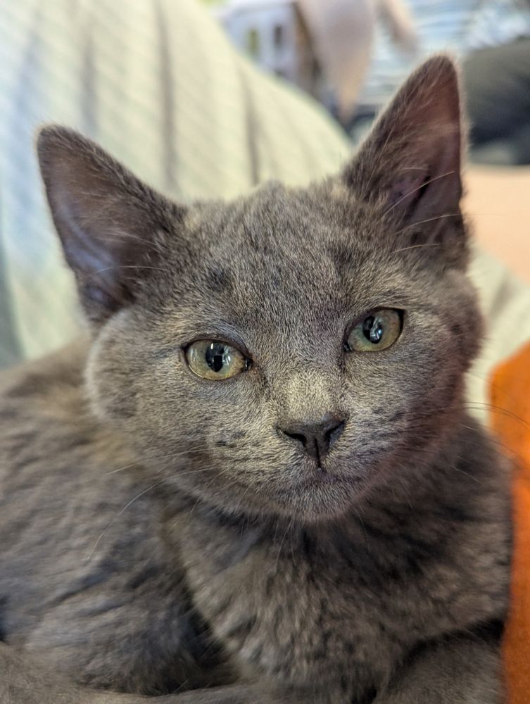 A very very adorable grey kitten staring deep into your soul. 