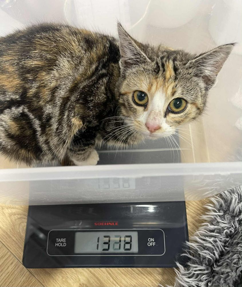 A very small and very scared looking torbie kitten. She has splotches of ginger and white amongst her tabby markings. She's sitting in a plastic bin, on top of a scale. The scale shows she weighs 1318g. 