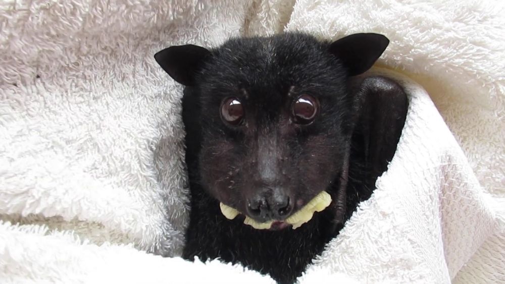 Une chauve souris enroulée dans une serviette, elle a mangé une banane et il lui en reste partout, on dirait qu'elle a une fausse paire de dents