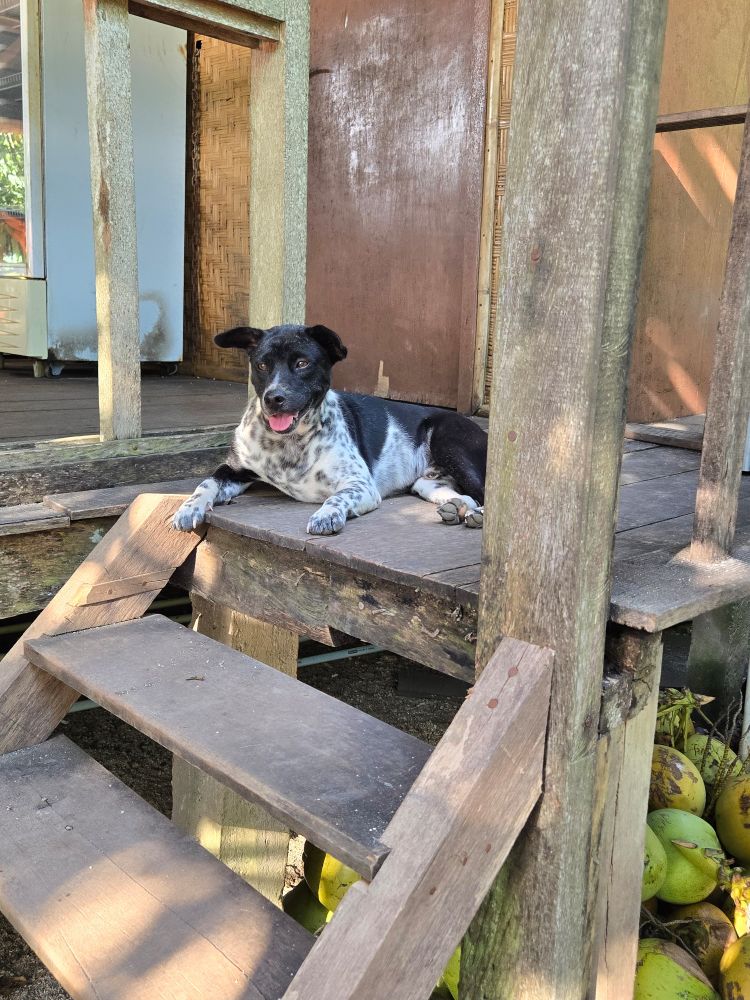 Beach dog, Nusa Penida. I'll call her "Bali Alice"