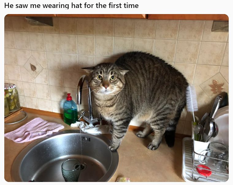 Picture of a cat looking nervous with text that says "He saw me wearing hat for the first time". It's implied the cat doesn't recognize its owner due to them wearing a hat.