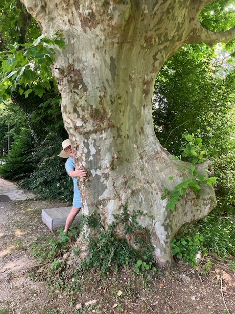Vrouw met witte huid, grote hoed en lichtblauw jurkje knuffelt een reusachtige oude Plataan, met zo’n dikke stam dat haar armen slechts een klein stukje van de reus konden omarmen 