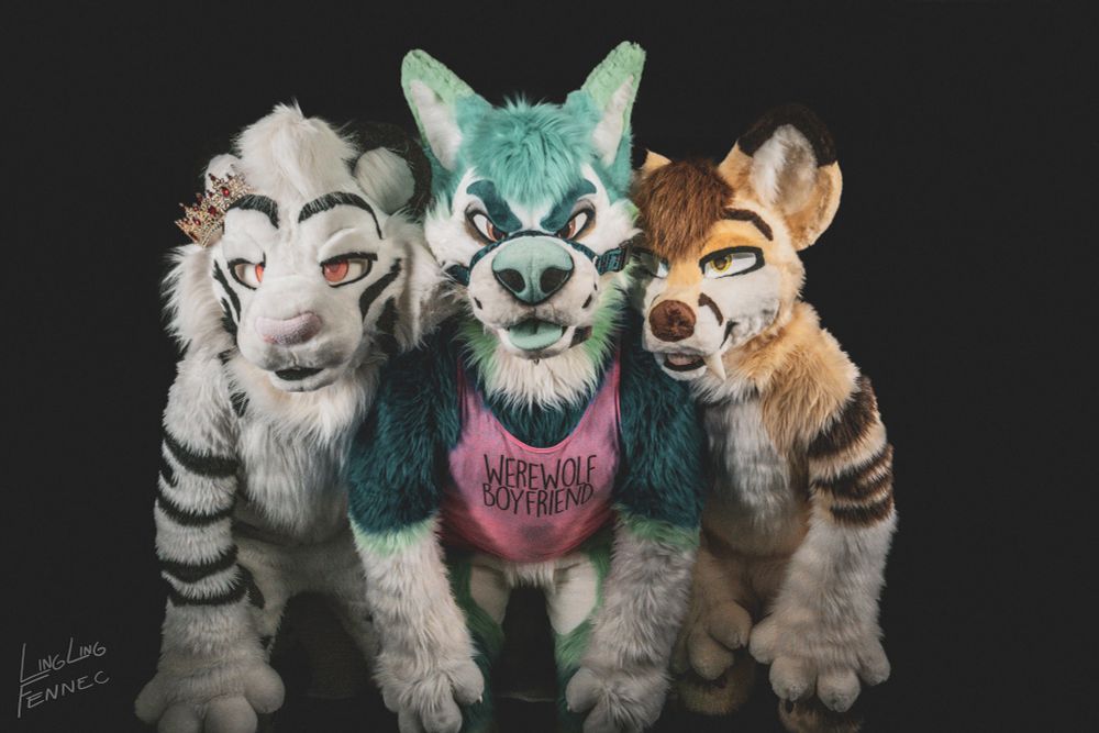 Tiger, Wolf, Fennec OH MY
